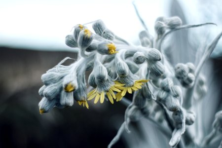 Azufral, Colombia, Bokeh