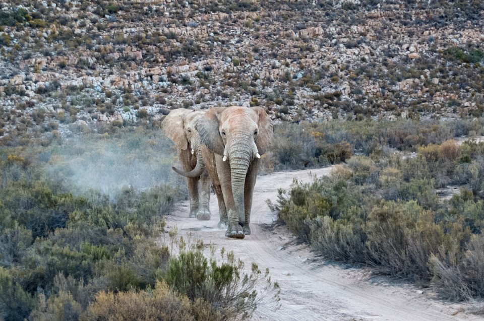 South africa, Elephants, The karoo