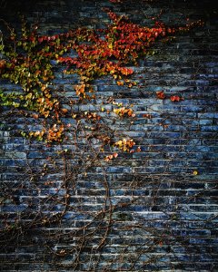 green leafed plant on wall photo