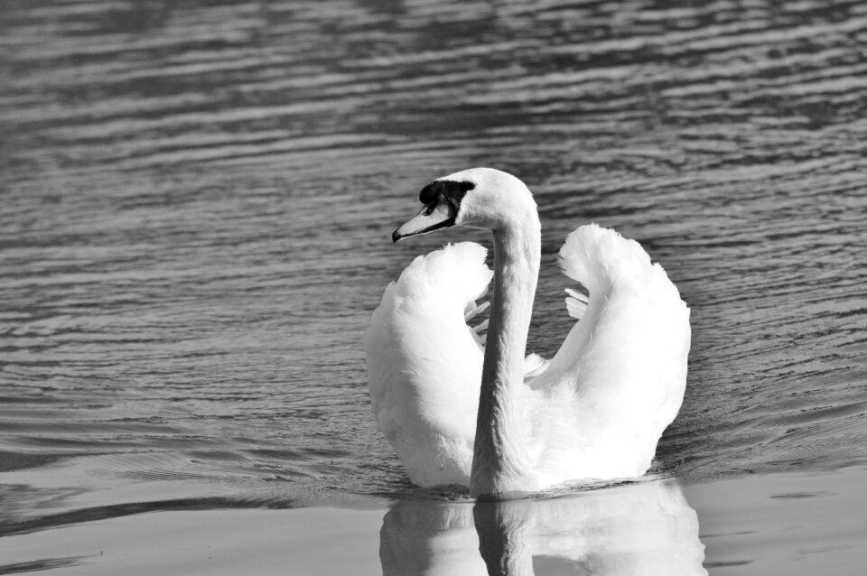Animal white schwimmvogel