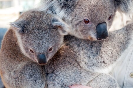 Wildlife mammal nature