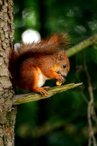 brown squirrel on branch of tree eating nut photo