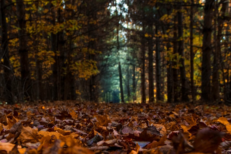 Berlin heights, United states, Forest