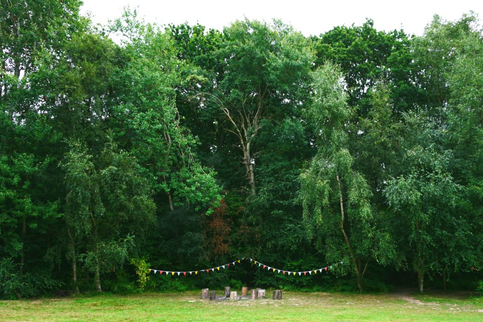 Forest, Woods, Wedding