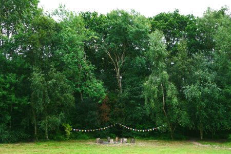 Forest, Woods, Wedding photo