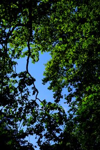 Trees spring summer
