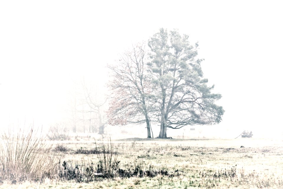 Trees, Fog, Winter
