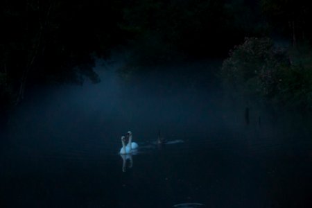 Trees, River, Swans