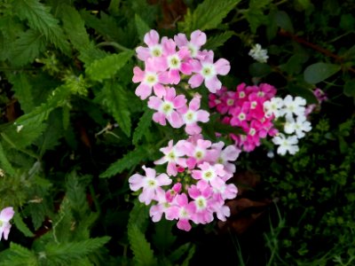 New delhi, Flowers