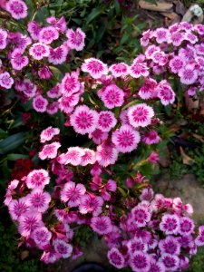 New delhi, White, Pink