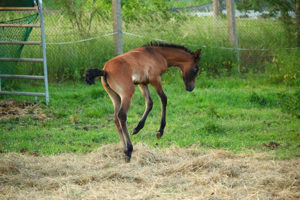 Brown mold thoroughbred arabian high spirits