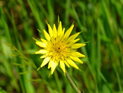 Salsify flower plant