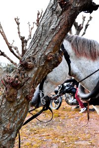 Animals, Nature, Tree