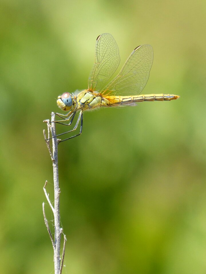Branch winged insect sympetrum striolatum