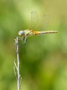 Branch winged insect sympetrum striolatum photo