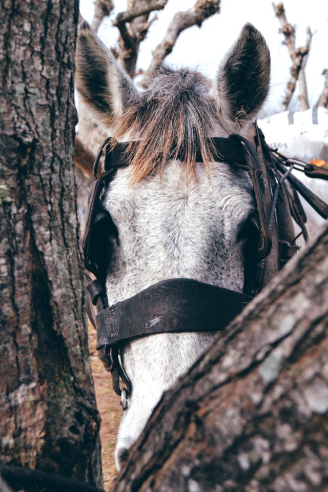 Farm, Photography, Photo