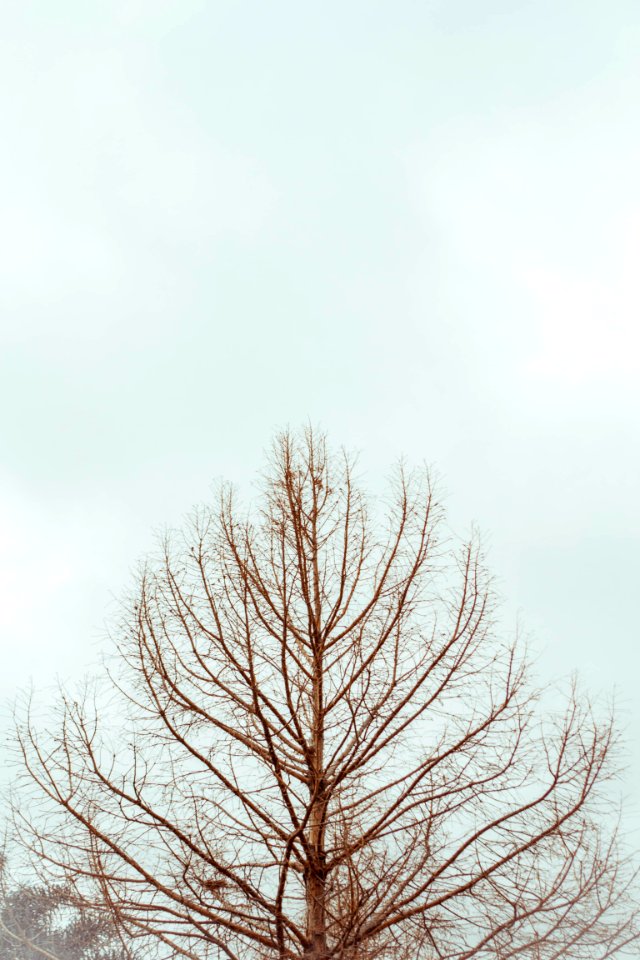 Winter, White, Nature