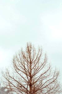 Winter, White, Nature