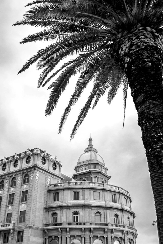 White, Black, Palmtree