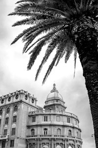 White, Black, Palmtree