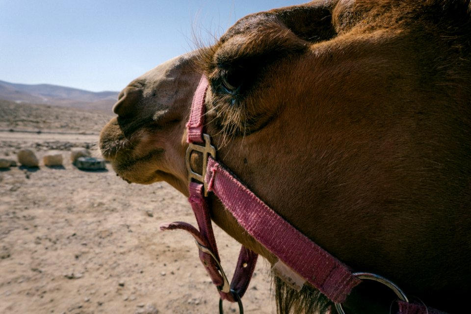 Camels, Animal, Rocks