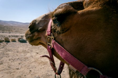 Camels, Animal, Rocks