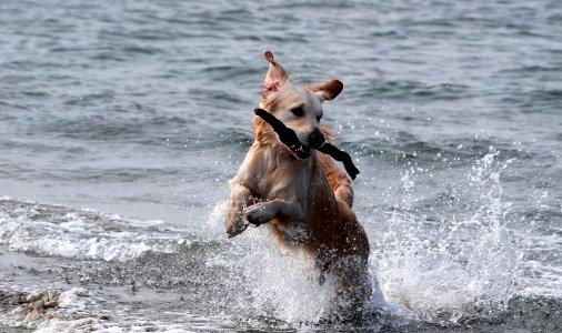 Limassol, Cyprus, Dog photo