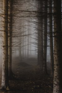 trees surrounded with fogs photo