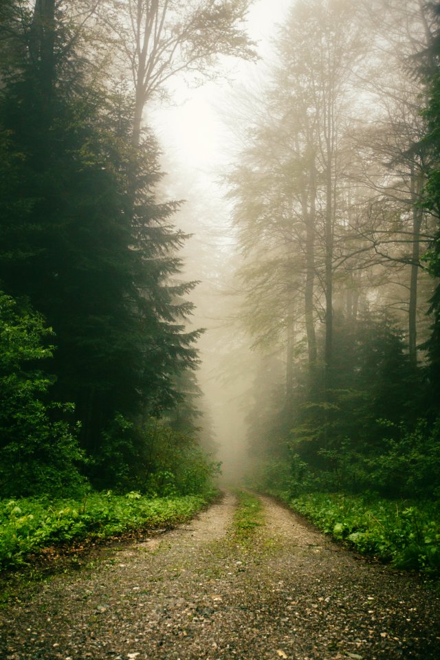 Serbia, Forest, Mountain