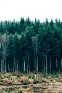 Serbia, Vrnjacka banja, Trees