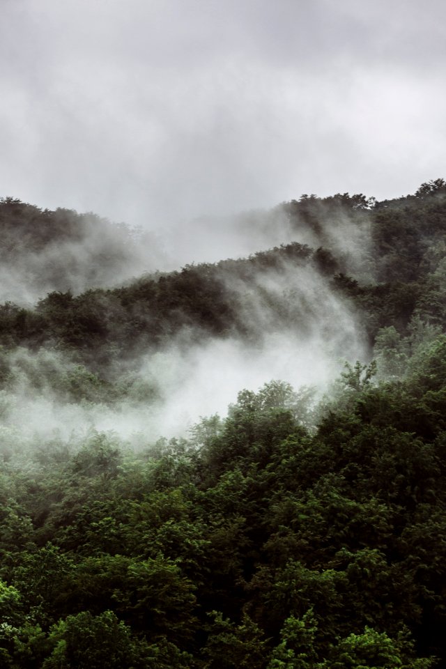 Serbia, Fog, Mountain
