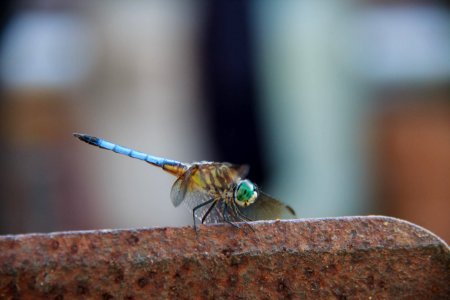 Animal, Bug, Insect