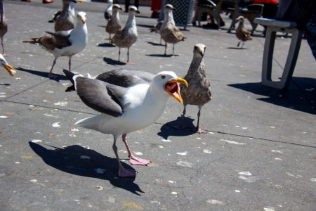 Animal, Screaming, Gull photo