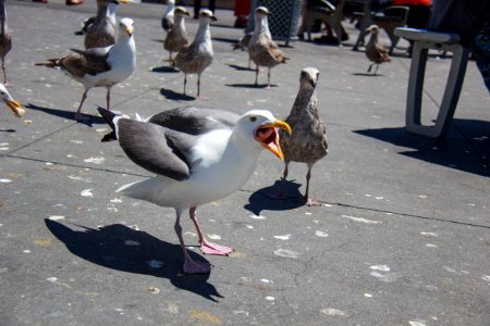 Animal, Screaming, Gull