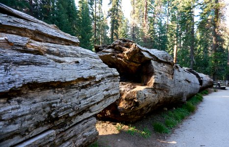 Sequoia national park, United states, Sequoia