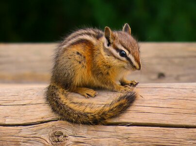 Cute rodent adorable