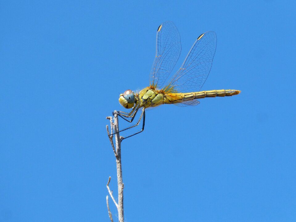 Winged insect sympetrum striolatum sky