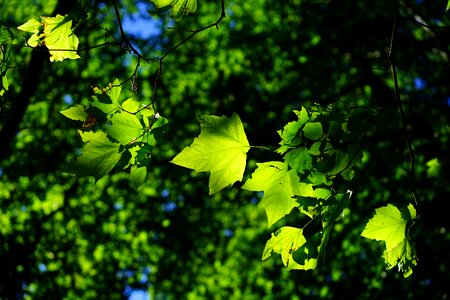 Green bright platanen leaves