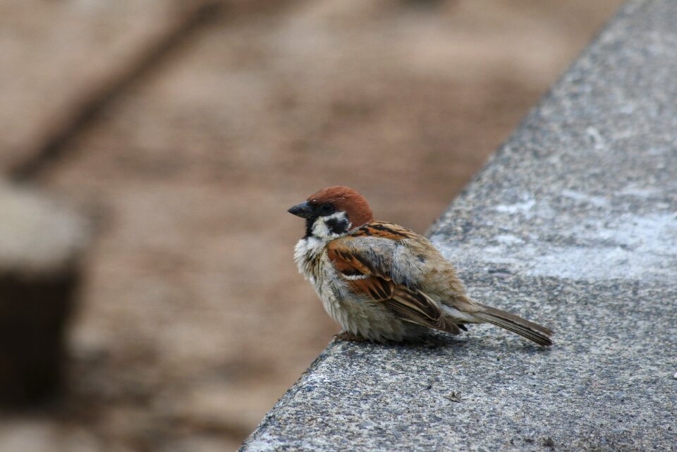Wild birds wild animal natural