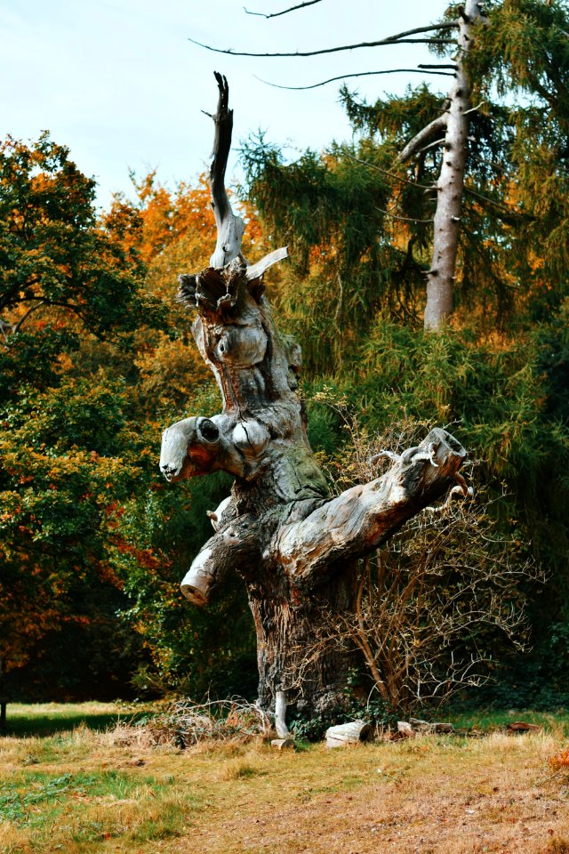 Nature, Hatfield house, Hatfield