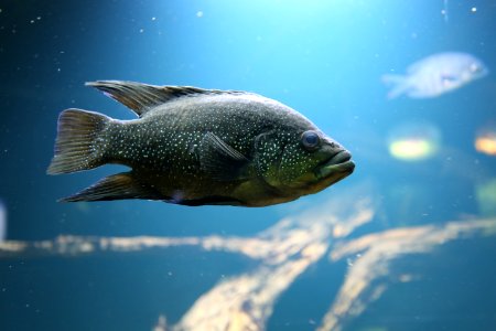 Berlin, Germany, Peixe