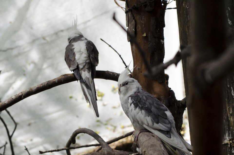Birds trees white bird