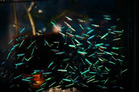 Water, Aquarium, Fish