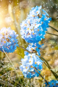 Bloom blue spring photo