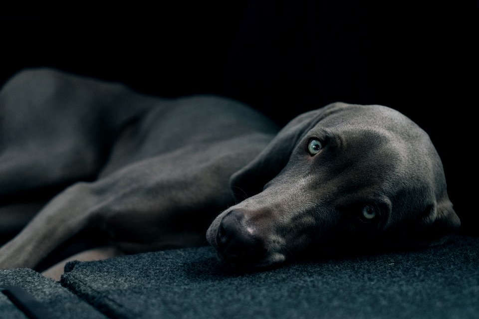 dog laying black surface