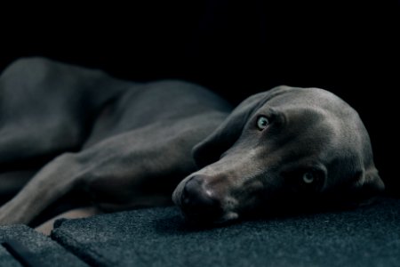 dog laying black surface