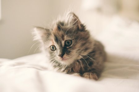 close up photo of kitten lying on white textile photo