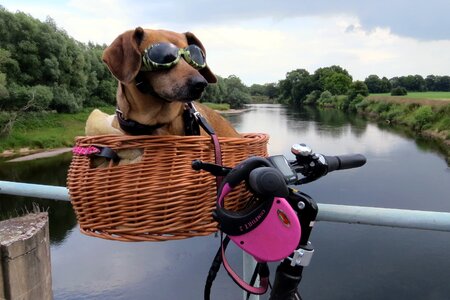 Dachshund dog bike bike ride