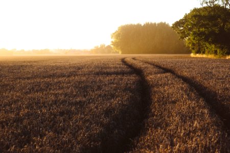 West sussex, United kingdom, Summer photo