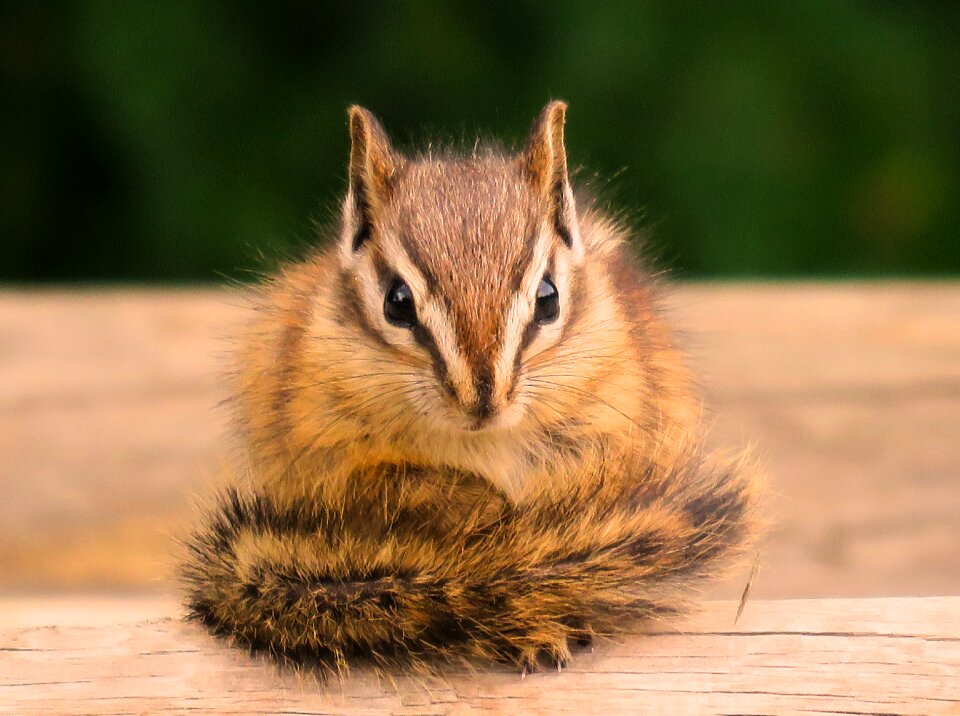 Cute rodent adorable